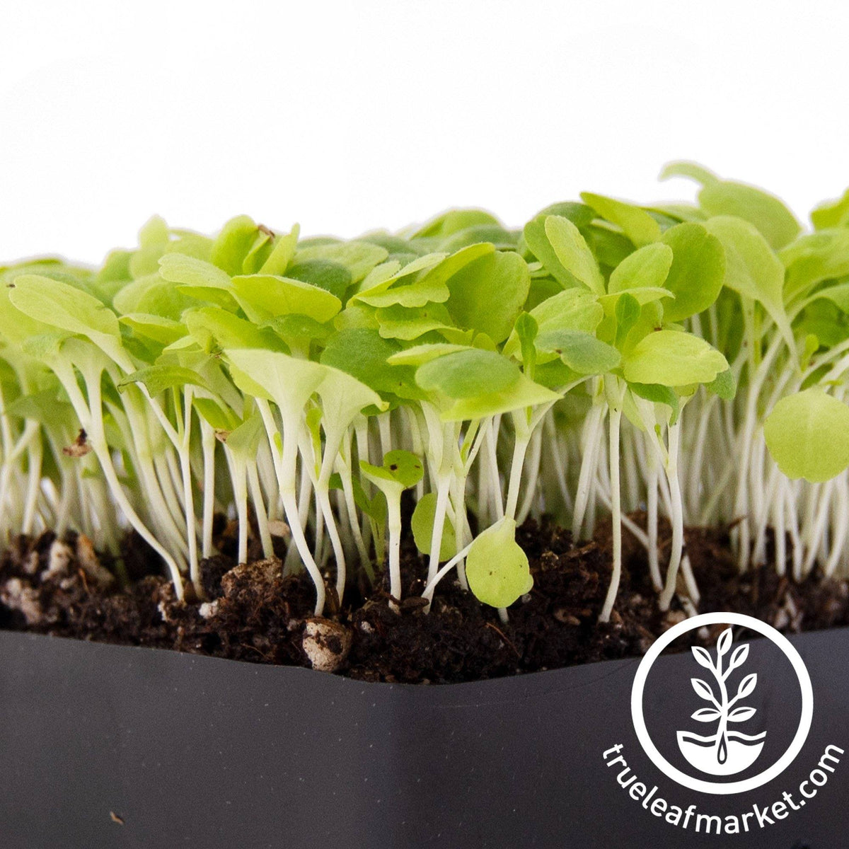 Lettuce Microgreens Seeds