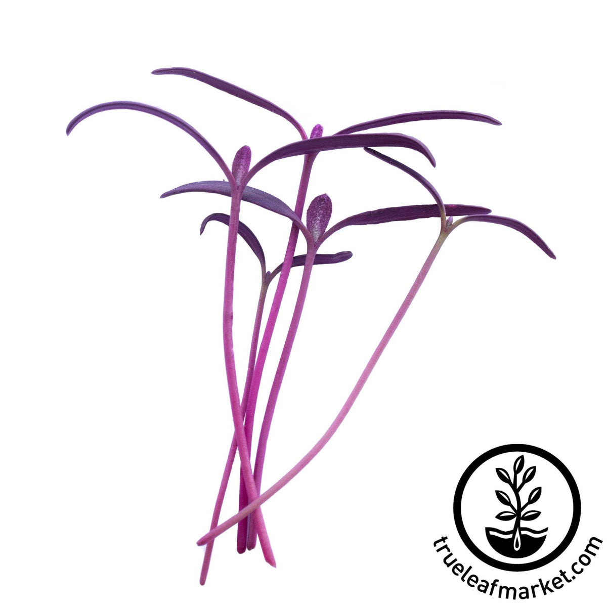 Orach Microgreens Seeds (French Spinach) Red Fire